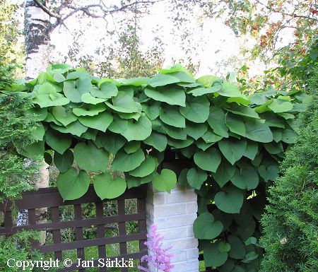 Aristolochia macrophylla, lnnenpiippukynns